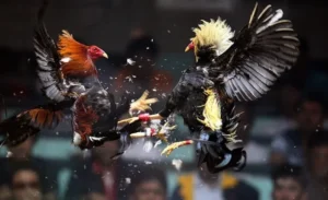 Bí Kíp Chơi Đá Gà Sabong Tại JBO Chắc Thắng Như Lão Làng