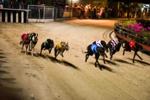 Bí Kíp Chơi Đua Chó Tại JBO Khiến Đối Thủ Phải Ngửi Khói