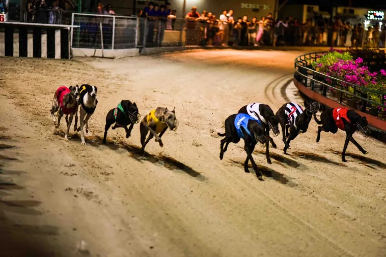 Bí Kíp Chơi Đua Chó Tại JBO Khiến Đối Thủ Phải Ngửi Khói