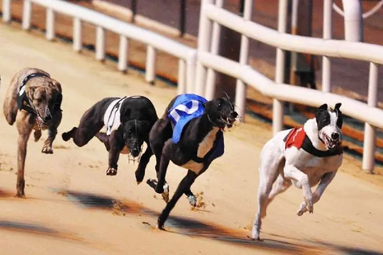 Bí Kíp Chơi Đua Chó Tại JBO Khiến Đối Thủ Phải Ngửi Khói